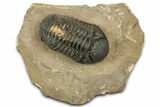 Phacopid (Morocops) Trilobite - Foum Zguid, Morocco #372430-3